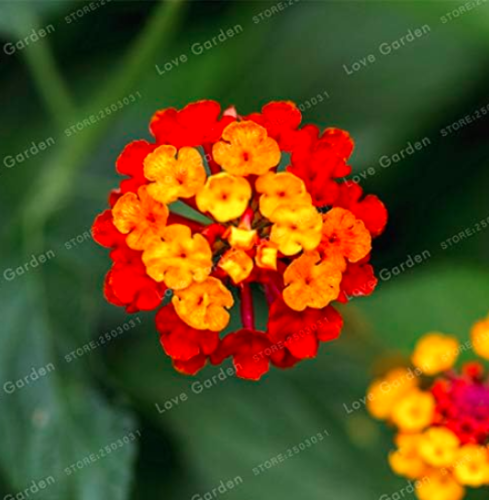 Lantana Camara Seed Multi Color Optional Rare Perennial Seed Flower Seed Plant for Home Garden - (Color: 7)