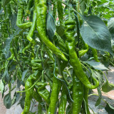 Screw Pepper No.1209 Seeds