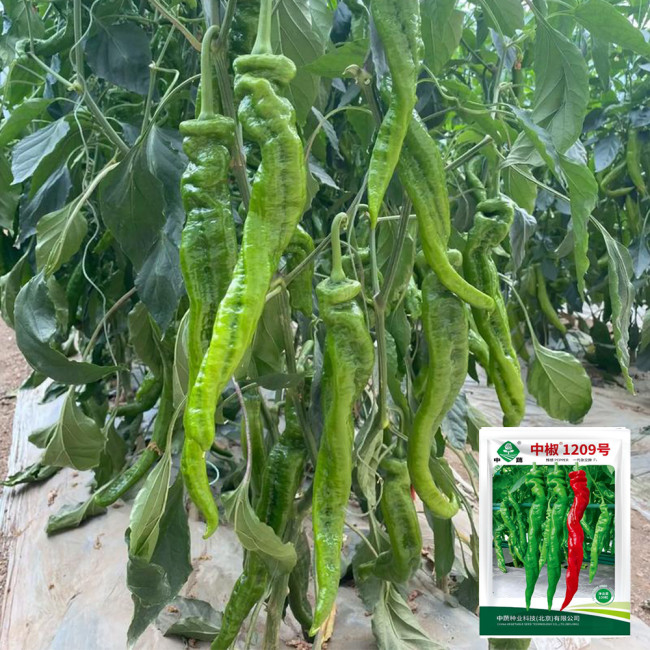 Screw Pepper No.1209 Seeds