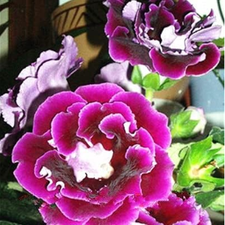 Gloxinia Plant Seed Perennial Sinningia Gloxinia Flower Colorful