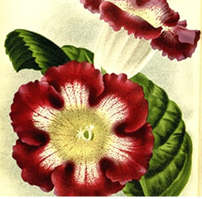 Gloxinia Plant Seed Perennial Sinningia Gloxinia Flower Plants