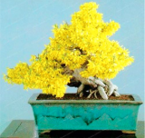 Yellow Seed Jasmine Flower Jasmine plant Fragrant