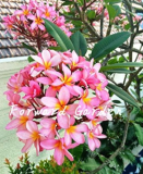 Garden Plumeria Seed Frangipani Mixed Color Egg Flower Rubra Flower