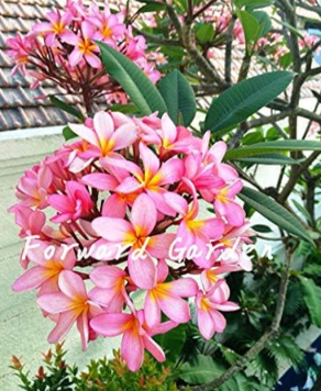 Garden Plumeria Seed Frangipani Mixed Color Egg Flower Rubra Flower