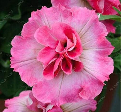 Petunia Garden Seeds Double Purple Flowers