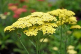 Fresh Yarrow Flowers Garden Seed Flower achillea millefolium