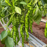 Screw Pepper No.1209 Seeds