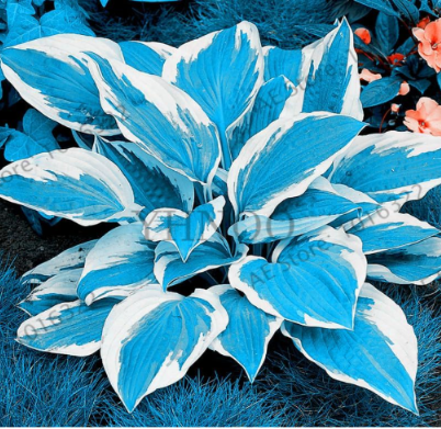 Colorful Hosta flores Indoor Seeds