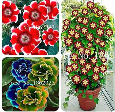 Climbing Gloxinia Seed Perennial Sinningia Speciosa Mixed