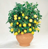 Orange Potted Edible Tangerine Citrus Fruit Dwarf Orange Tree Indoor Plant Seeds