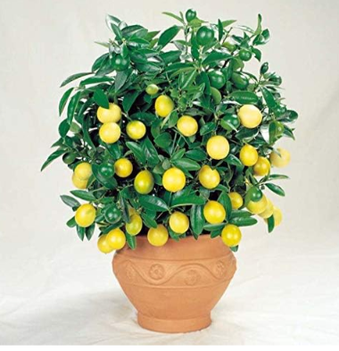 Orange Potted Edible Tangerine Citrus Fruit Dwarf Orange Tree Indoor Plant Seeds