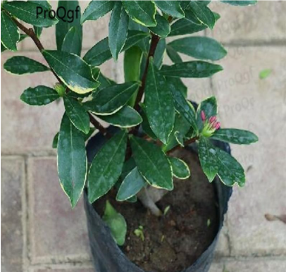 A Set Daphne odora Mini Plant - (Color: Mini Plant)