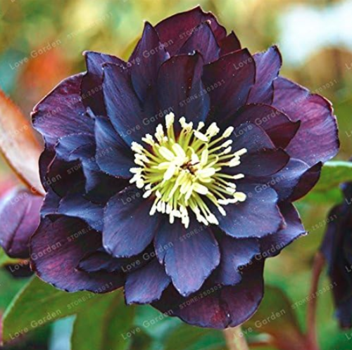Helleborus Seed Winter Rose Flower Grow in Winter Rare Flower Seed (Color: 1)