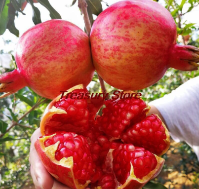 Rare Dwarf Pomegranate Tree Seed juicy health fruit Seed