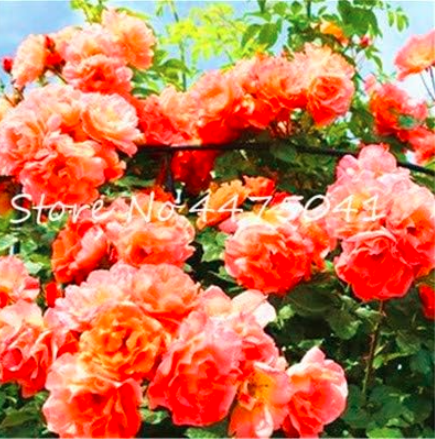 Climbing Rose Seed Perennial Indoor Climbing Charming Rose for Home Garden Very Easy Care