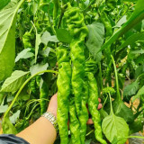 Screw Pepper No.1209 Seeds