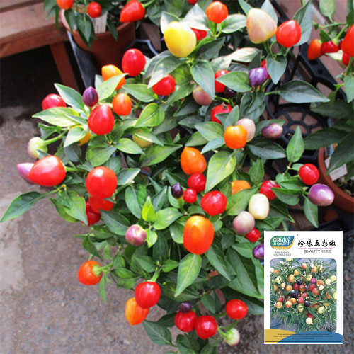 Pearl Multicolored Pepper Seeds