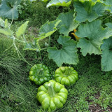 Jiangbing Pumpkin Seeds
