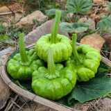 Jiangbing Pumpkin Seeds