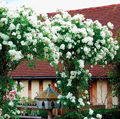 Rose plant Seeds Climbing Plant Perennial Rose plant Home Garden Courtyard (Color: 5)