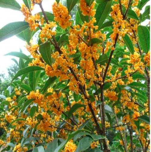 Osmanthus Fragrans flower Seed Plant, Fragrant Olive Sweet Osmanthus (Color: 4)