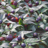 Pearl Multicolored Pepper Seeds