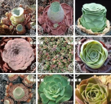 Green Mountain Rose Yang Innovative Hybrid Seeds