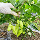 Ghost Pepper Seeds