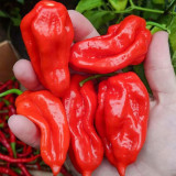 Ghost Pepper Seeds