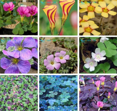 Rare Oxalis Versicolor Candy Cane Sorrel Seed, World's Rare Flowers Garden Home Plants