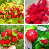 Wild Strawberry Seed Woodland Strawberry Yard Fruit Easy Growing