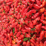 Ghost Pepper Seeds
