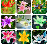 Lily Flower Seed Not Lily Bulbs (Color: Mix)
