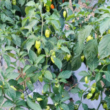 Ghost Pepper Seeds