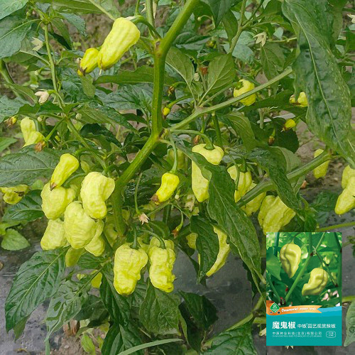 Ghost Pepper Seeds