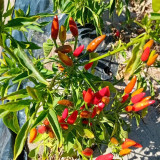 Colorful Chaotian Pepper Seeds