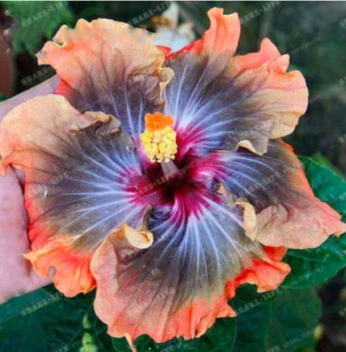 Hibiscus Seed HIBISCUS ROSA-SINENSIS Flower Seed Hibiscus Tree Seed (Color: 5)