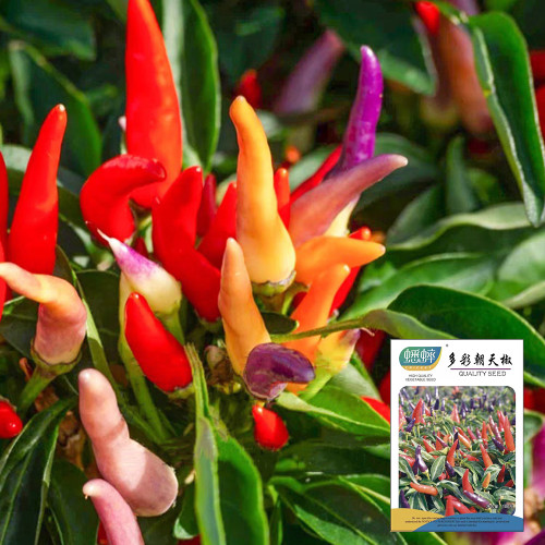 Colorful Chaotian Pepper Seeds