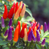 Colorful Chaotian Pepper Seeds