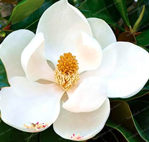 White Magnolia Denudata Seed Rare Yulan Magnolia Tree (Color: 1)