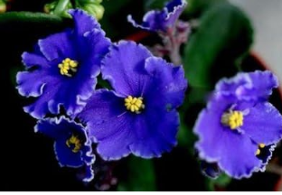 Violet African Violet Indoor Balcony Flowers Flower Seed