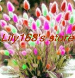 Ornamental grasses Seed, Bunny Tails Lagurus Ovatus Seed Adorable Ornamental grass Seed