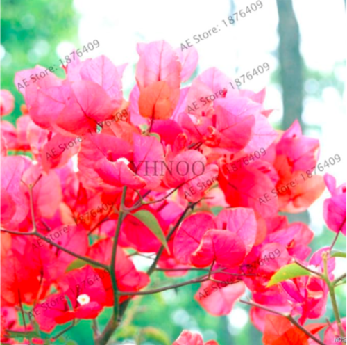 Blooming Rare mixed colors Plants Bougainvillea Spectabilis Willd Seed (Color: 3)