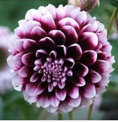 Multi-Color Dahlia suculentas Plant Garden Dahlias for DIY Home Garden - Dahlias