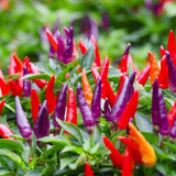 Colorful Chaotian Pepper Seeds