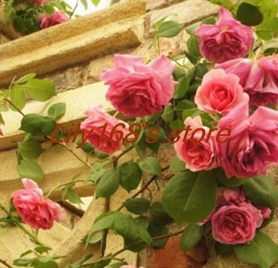 Exotic Tengben Climbing Rose Seed Mixed Color Beauty Your Balcony Family Garden Seed