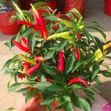 Colorful Chaotian Pepper Seeds