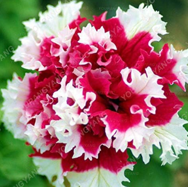 Seed Petunia Garden Seeds Double Purple Flowers Purple Black Petunia