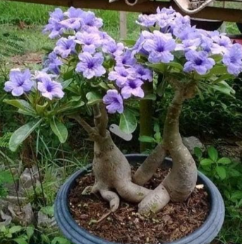 Fresh Real Adenium Obesum semillas - Bonsai Desert Rose Flower Plant