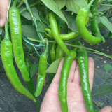 Hangjiao No.1 Pepper Seeds